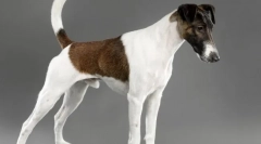 Gladka fox terrier (fotografija) - beli fidget s pametnimi očmi